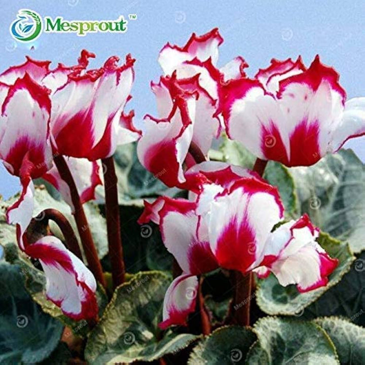 Rød hvid Cyclamen blomsterfrø til plantning - 100 stk