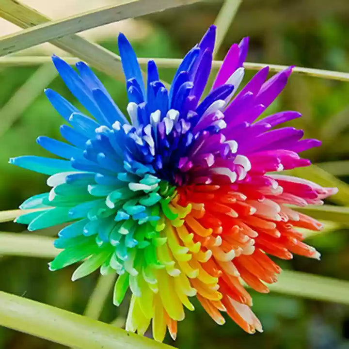 Chrysanthemum Rainbow Flower Seeds for Planting - 100 pcs