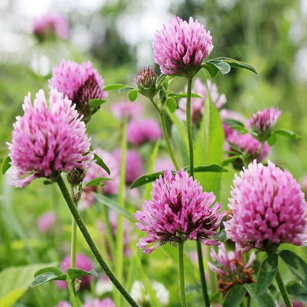 Organic Pink Clover Plant Seeds for Planting – Heirloom, Non-GMO