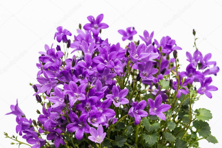 PurplebPortenschlagiana blomsterfrø til plantning - 100 stk