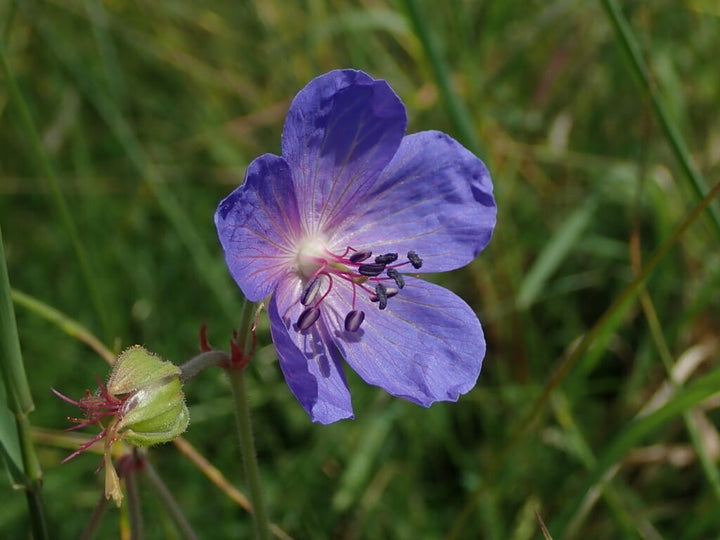 Heirloom Non-GMO Geranium Pratense Flower Seeds for Planting – Classic Garden Blooms