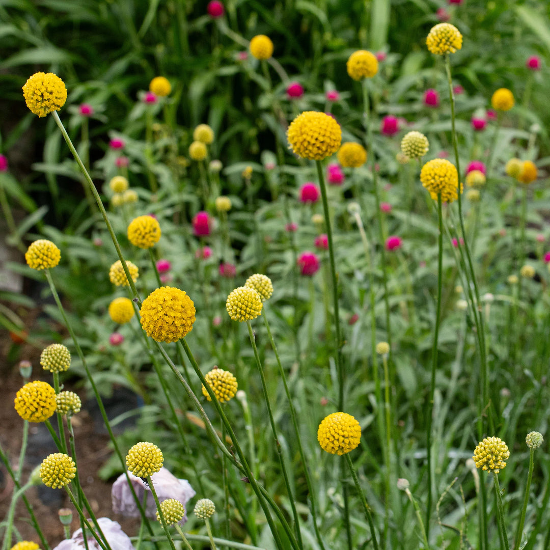 Craspedia Flower Seeds – Heirloom, Non-GMO, Billy Button Blooms for Unique Garden Planting