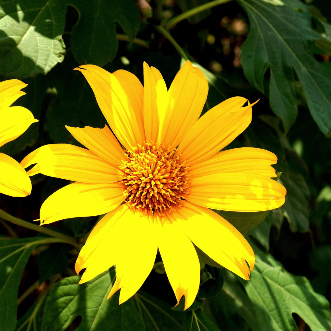 Gule Heliopsis blomsterfrø til plantning af lyse blomster 100 stk