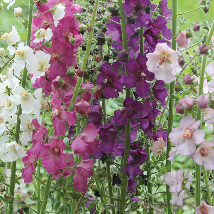 Heirloom Oxtail Verbascum Flower Seeds, Non-GMO Tall Spiked Blooms for Cottage and Wildflower Garden Planting