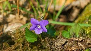 Viola Odorata Plantefrø Lilla til udplantning 100 stk