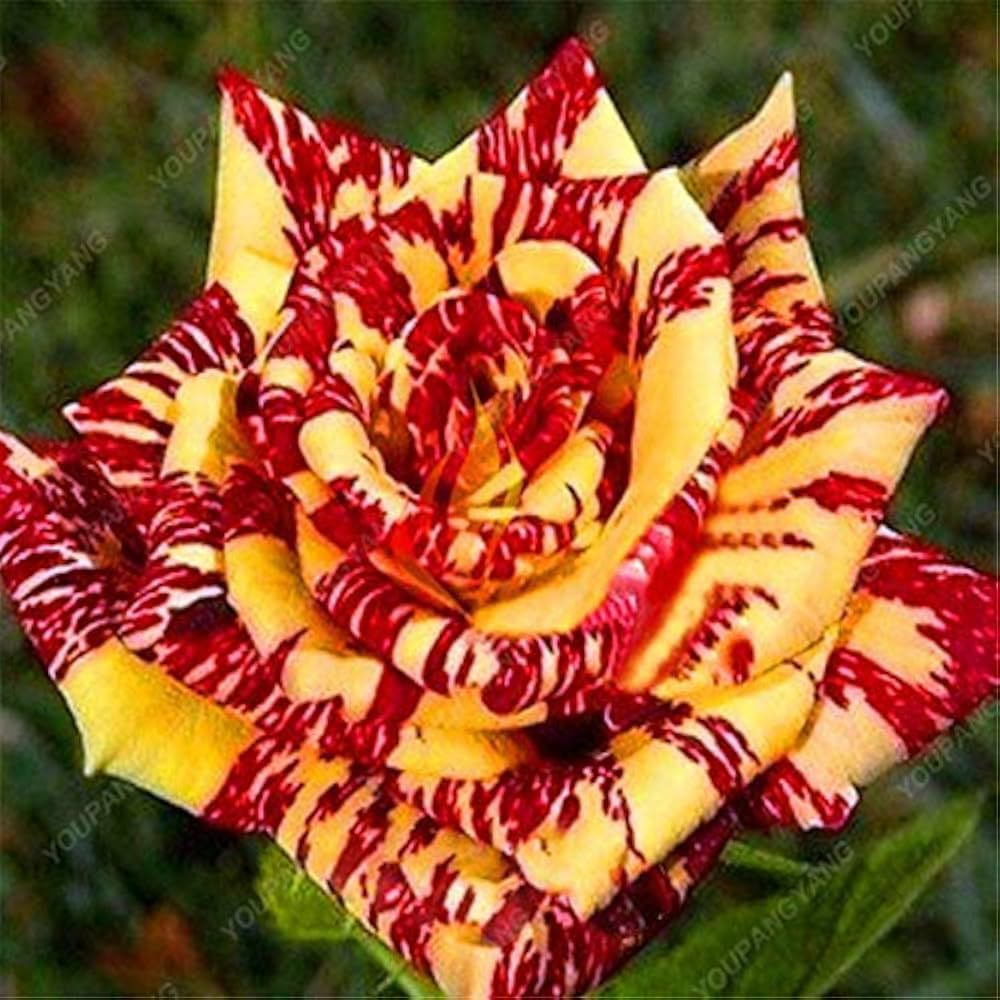 Dragon Rose Mixed Color Flower Seeds for Planting – Heirloom Non-GMO Seeds