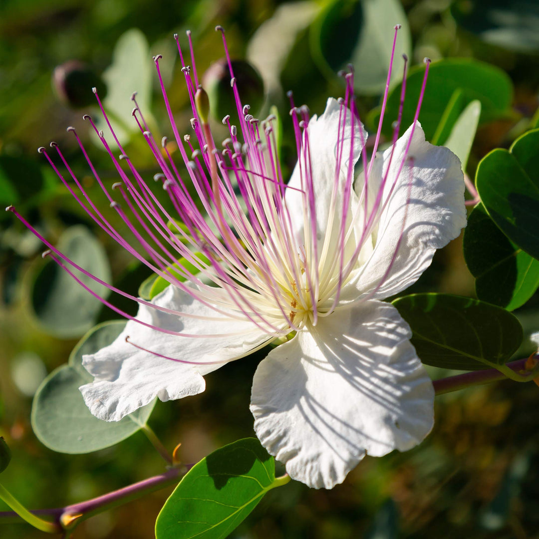 Alcaparras blomsterfrø til plantning, arvestykke, ikke-GMO, 100 stk.