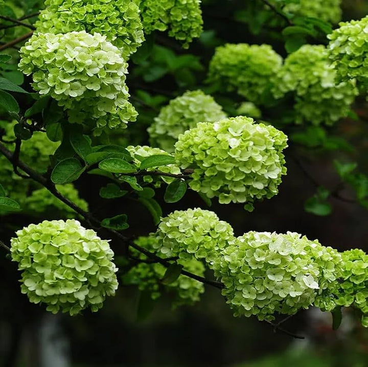 Heirloom Thick Green Hydrangea Flower Seeds, Non-GMO Vibrant Blooms for Planting