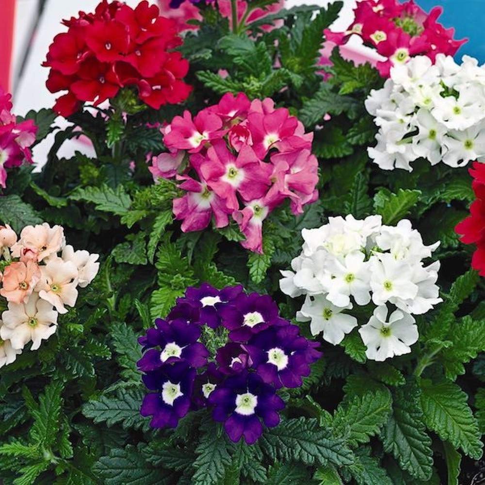 Heirloom Verbena Plant Seeds, Non-GMO Colorful Blooms for Pollinator-Friendly Garden Planting
