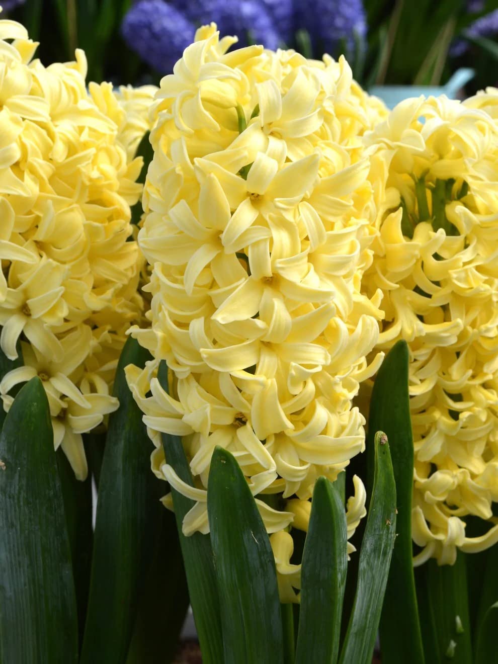 Gule Hyacinthus Orientalis blomsterfrø til udplantning - 100 stk