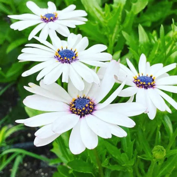 Heirloom Non-GMO White Arctotis Flower Seeds – Elegant Garden Displays & Outdoor Planting