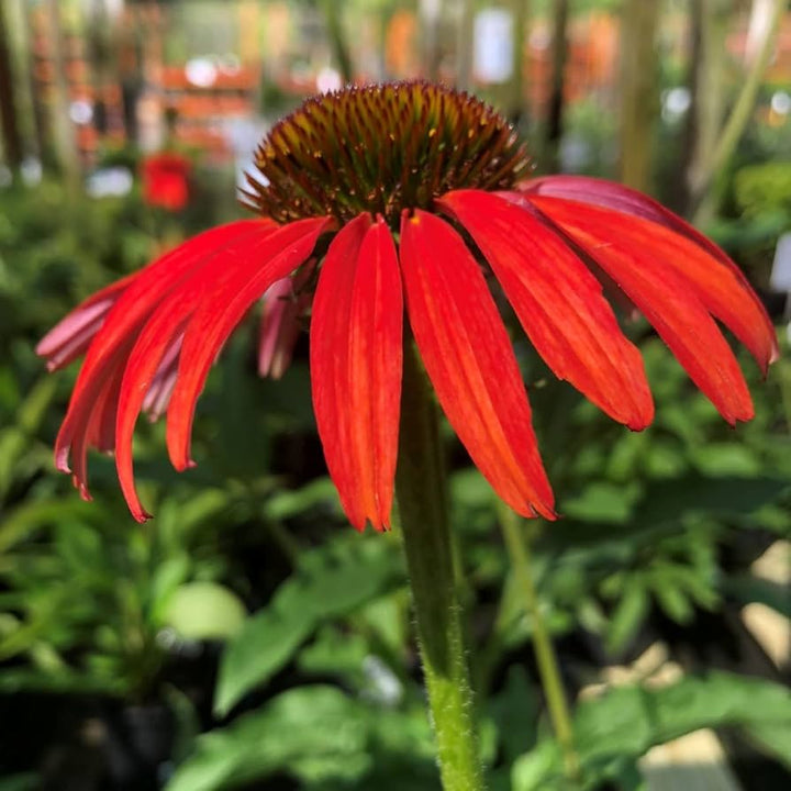 Heirloom Non-GMO Red Coneflower Seeds – Vibrant Pollinator Blooms for Garden Planting