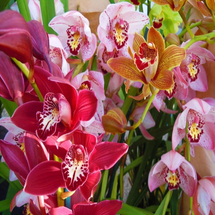 Orchid Cymbidium Blomsterfrø til udplantning, friske, 100 stk