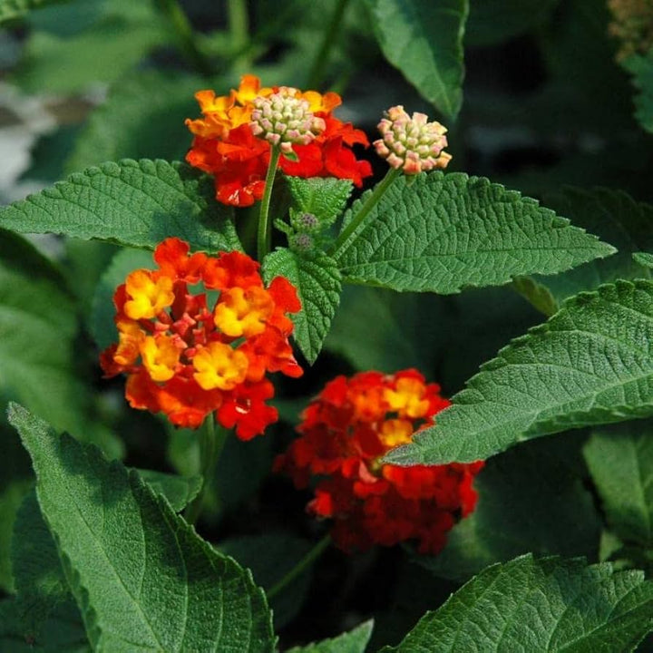 Orange Red Lantana Flower Seeds for Planting - 100 pcs