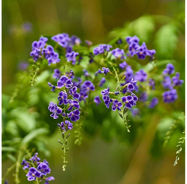 Heirloom Non-GMO Duranta Repens Flower Seeds - Beauty Blooms for Garden Planting