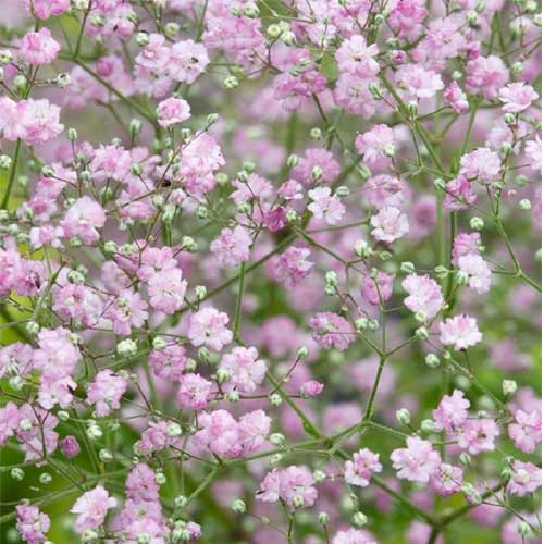 Pink Gypsophila blomsterfrø til udplantning, 100 stk