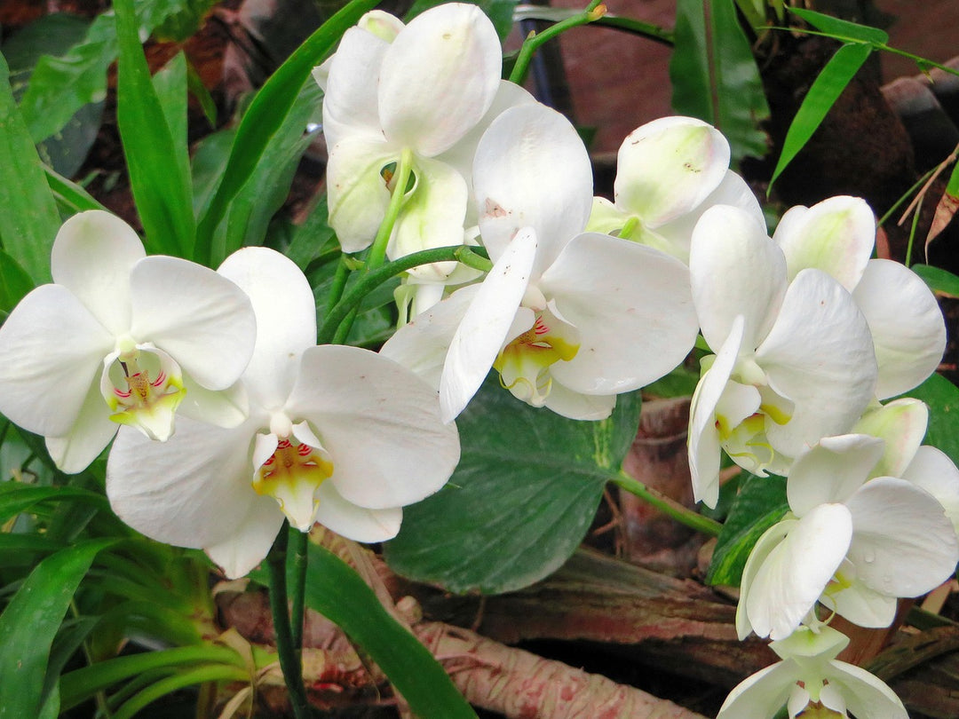 White Cymbidium Orchid Seeds - Heirloom Non-GMO Planting Flower Seeds