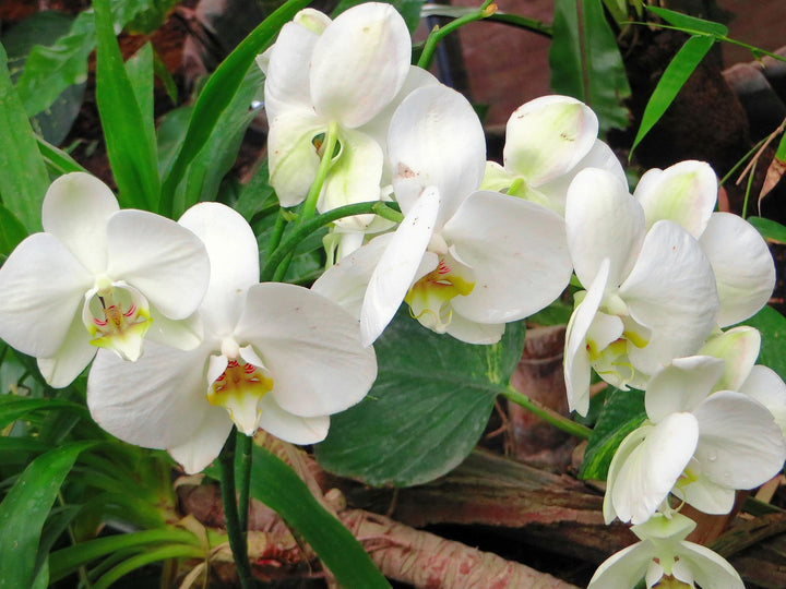White Cymbidium Orchid Seeds - Heirloom Non-GMO Planting Flower Seeds