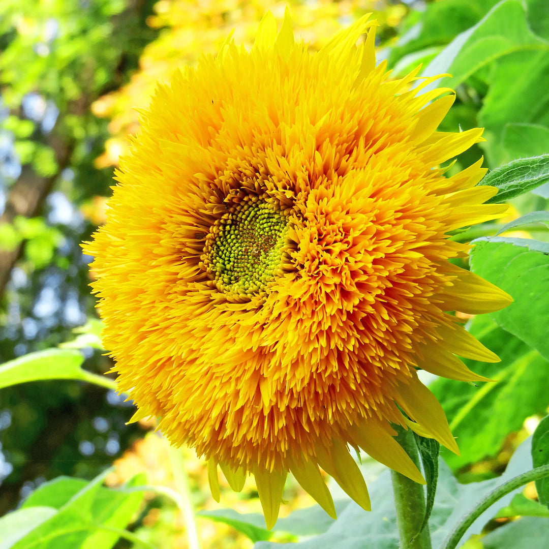 Yellow Honey Bear Flower Seeds for Planting - 100 pcs