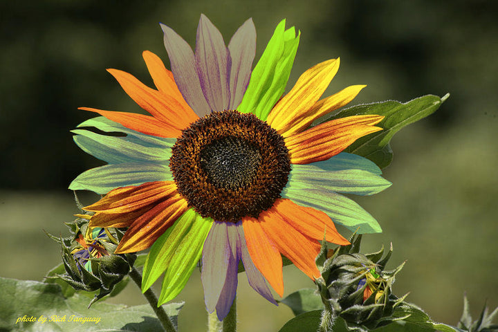 Rainbow Solsikke Blomsterfrø til udplantning - 100 stk