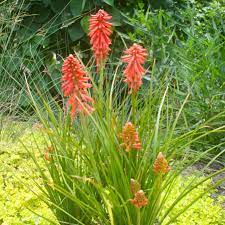 Red Kniphofia Plant Seeds for Planting - 100 pcs