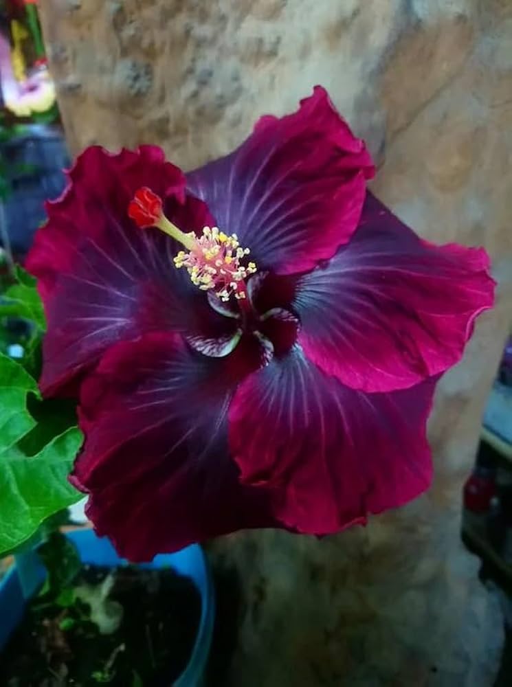 Lilla Maroon Hibiscus Blomsterfrø til udplantning - 100 stk