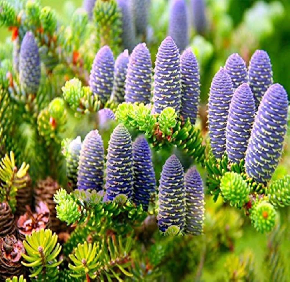 Abies Purple Plant Seeds for Planting – Organic, Heirloom, Non-GMO Conifer Seeds