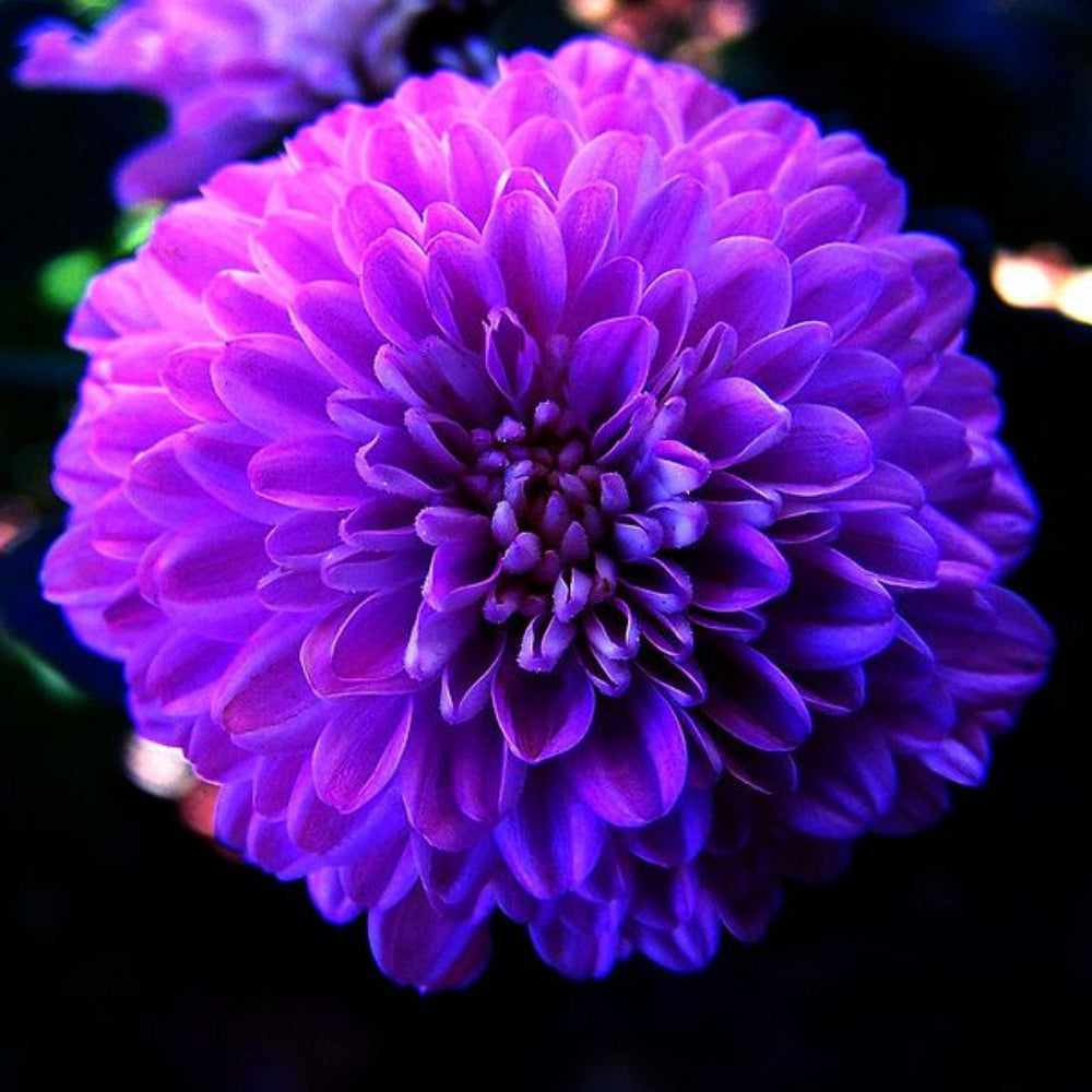 purple astrantia flower seeds