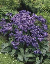 Fresh Heliotrope Flower Seeds for Planting - 100 pcs