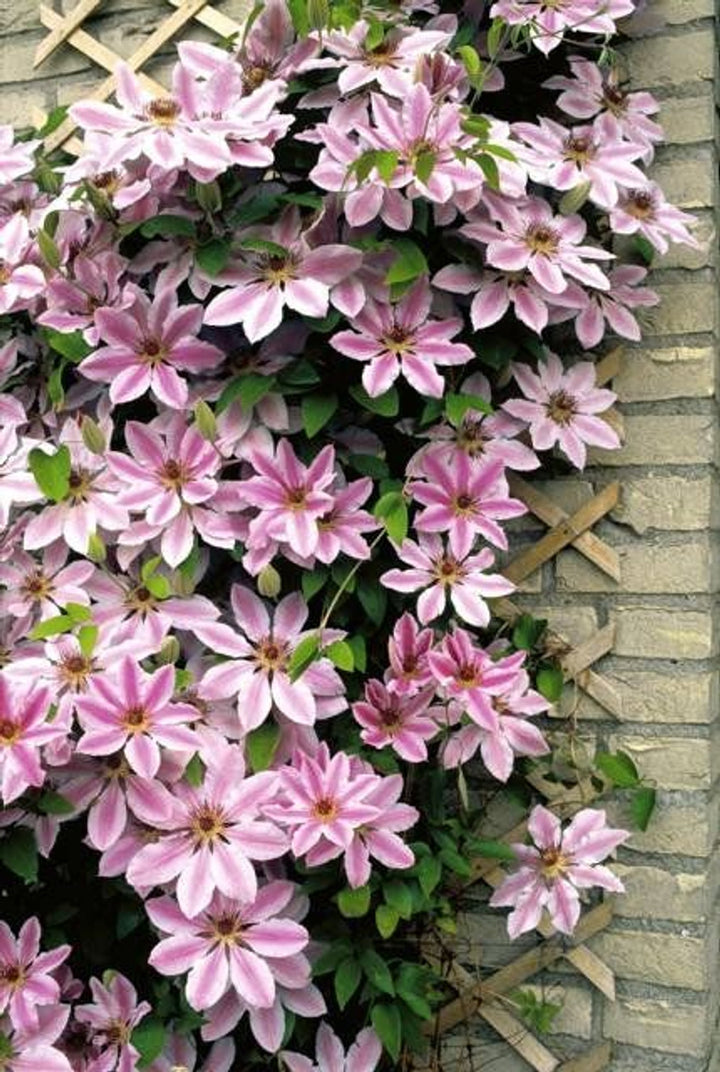 Mixed Nelly Moser Flower Seeds for Planting - 100 pcs