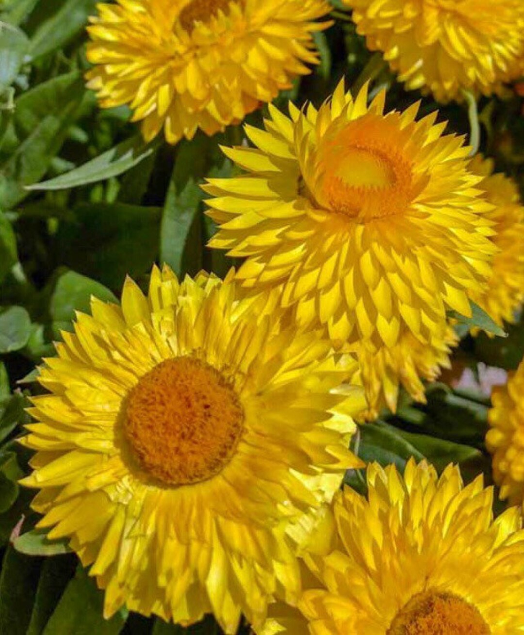 Yellow Strawflower Seeds for Planting - 100 pcs