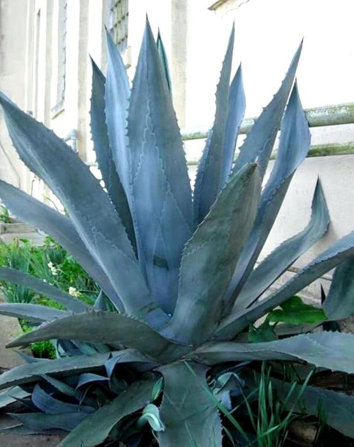 Agave Titanota Blue Seeds – Organic, Heirloom, Non-GMO Succulent Seeds for Planting