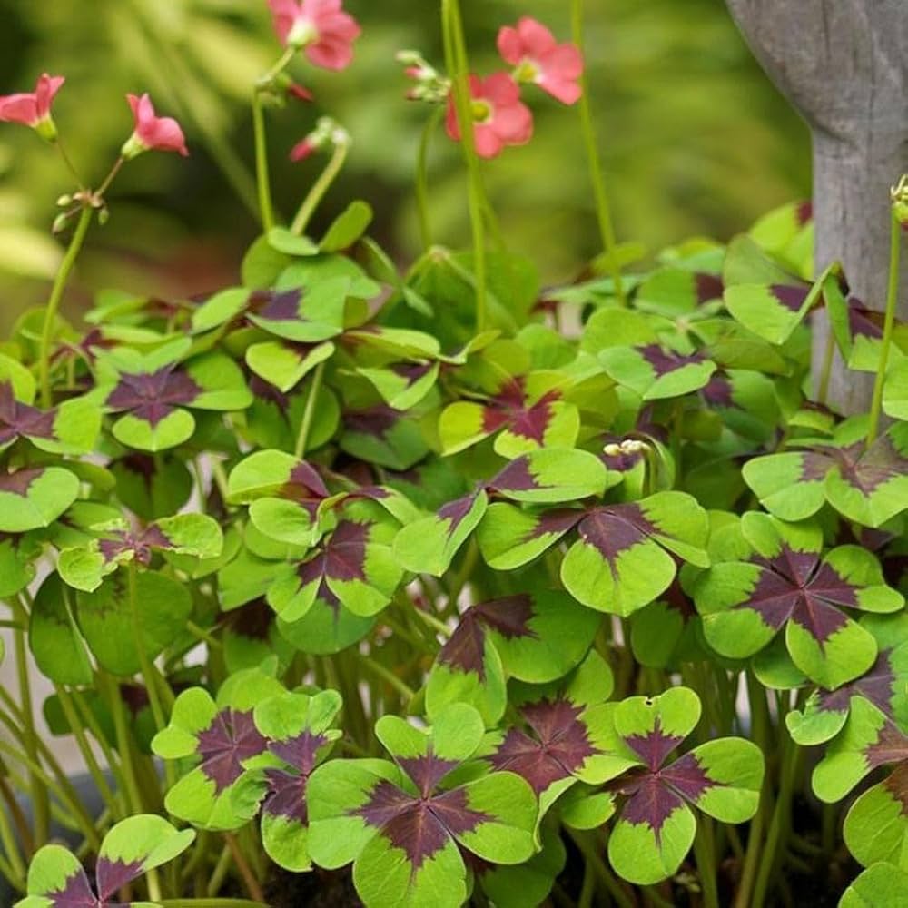 Oxalis Iron Cross Plant Seeds – Heirloom, Non-GMO Seeds for Planting Unique Garden Foliage