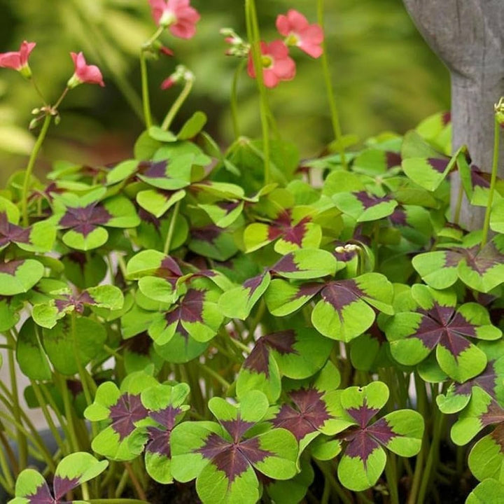Oxalis Iron Cross Plant Seeds – Heirloom, Non-GMO Seeds for Planting Unique Garden Foliage