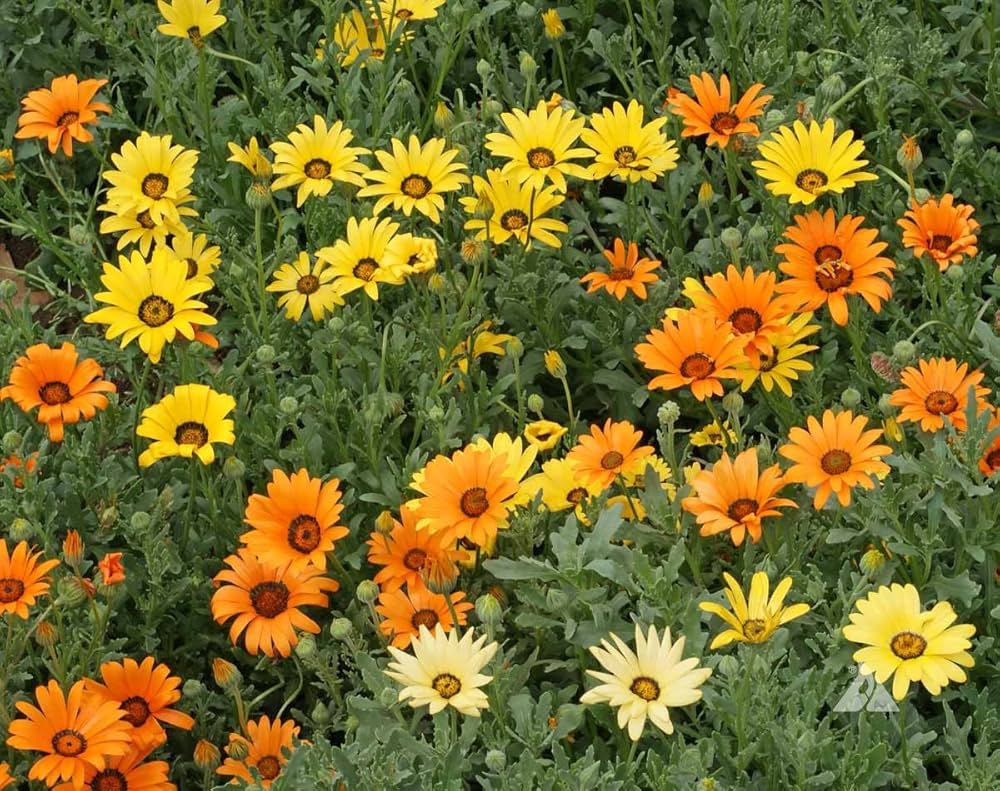 Dimorphotheca Flower Seeds for Planting - 100 pcs