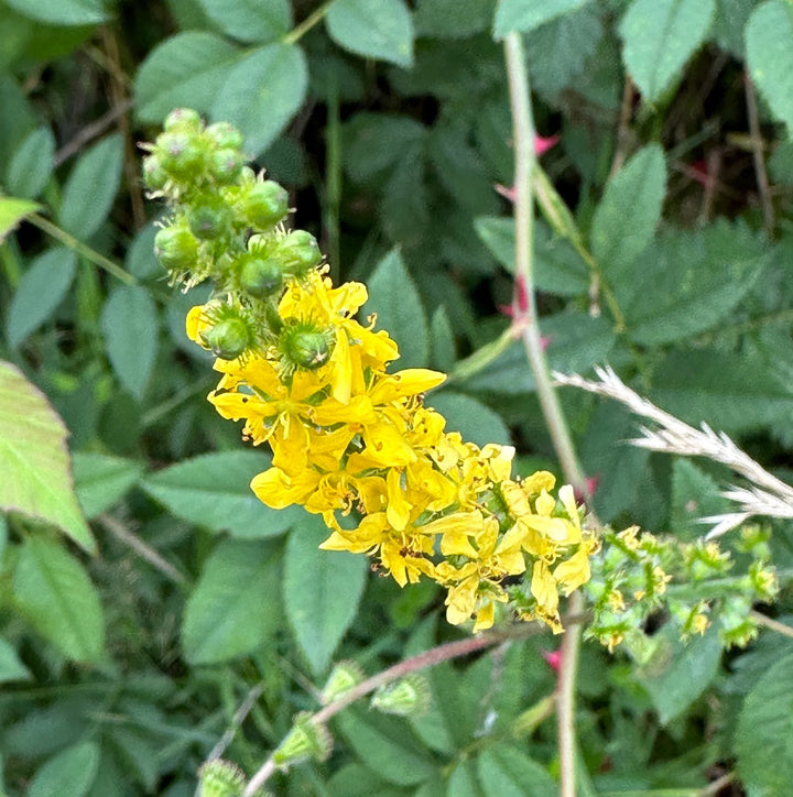 Agrimony blomsterfrø til plantning, arvestykke, ikke-GMO, 100 stk.