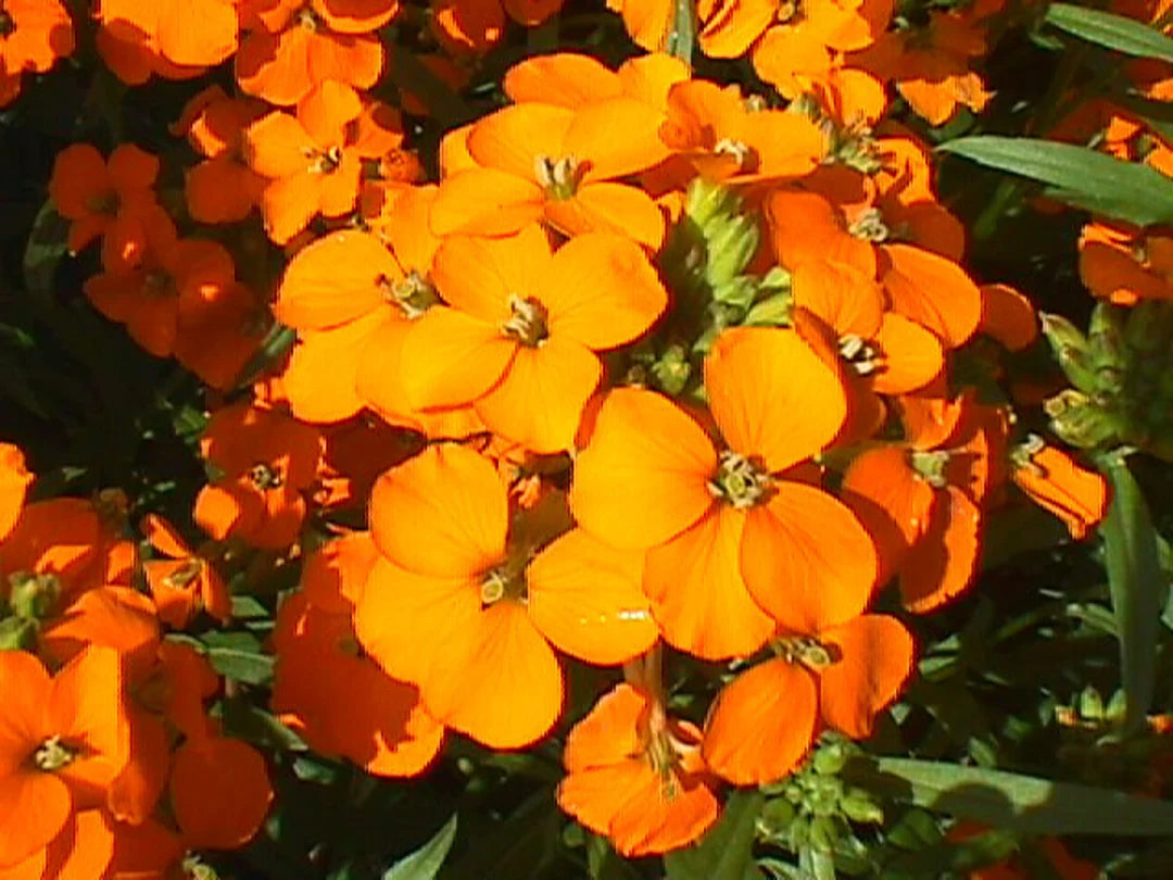 Heirloom Non-GMO Orange Cheiranthus Flower Seeds for Bright Garden Borders and Planting