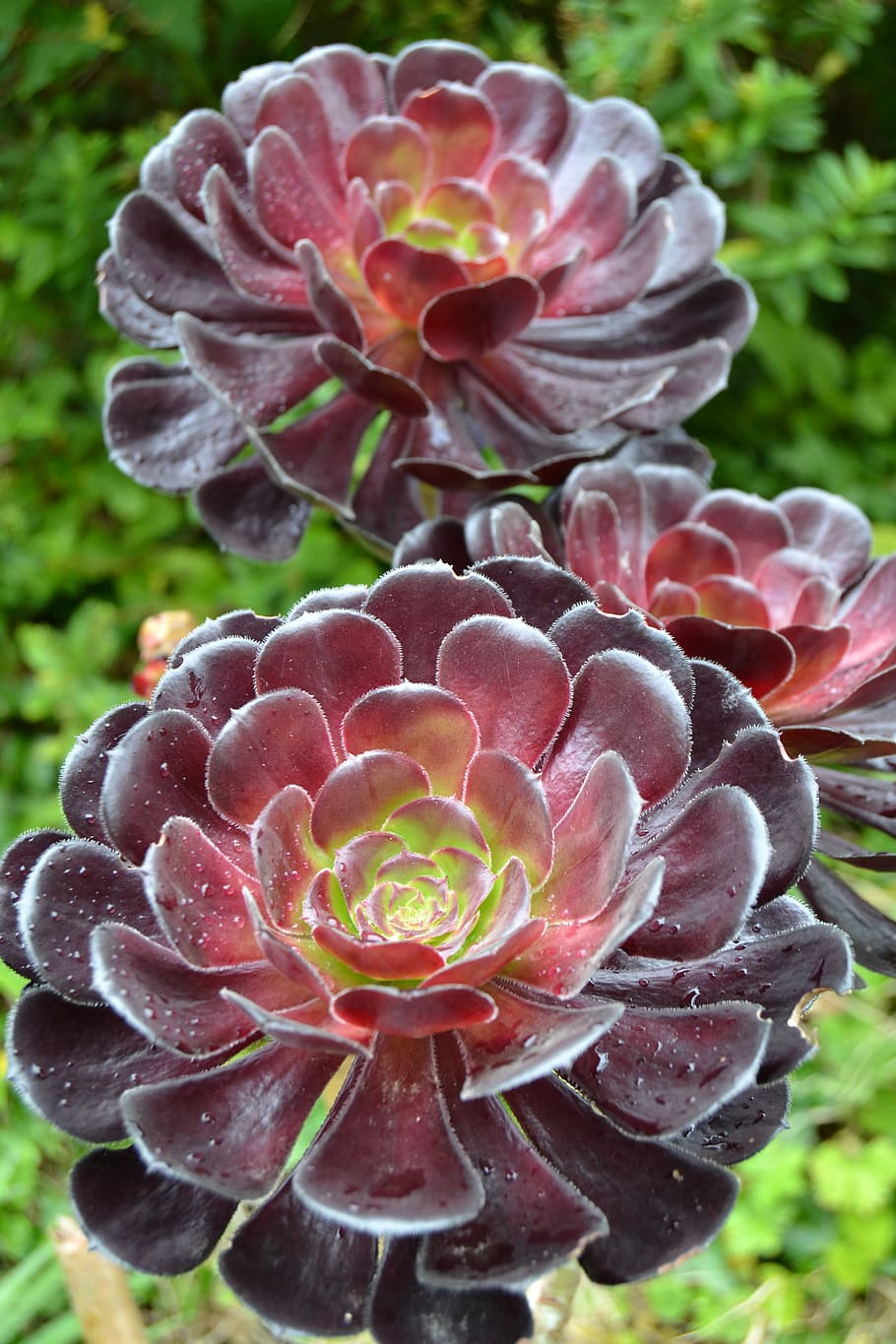 Aeonium blomsterfrø til plantning - 100 stk