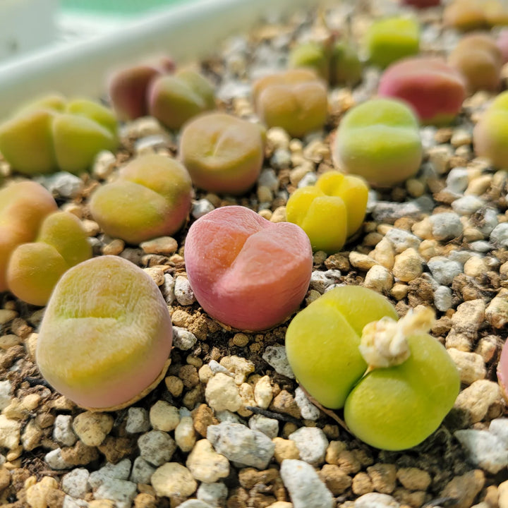 Blandede Conophytum Hammeri plantefrø til udplantning, 100 stk