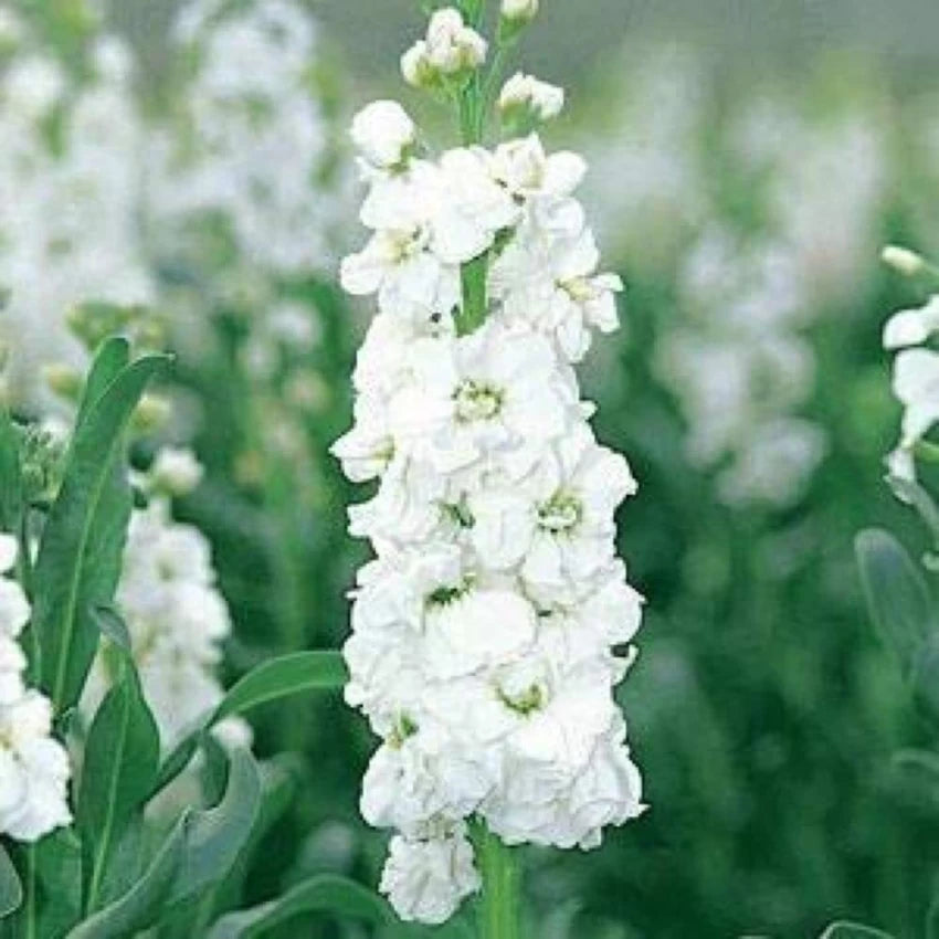 White Evening Stock Flower Seeds for Planting, 100 pcs