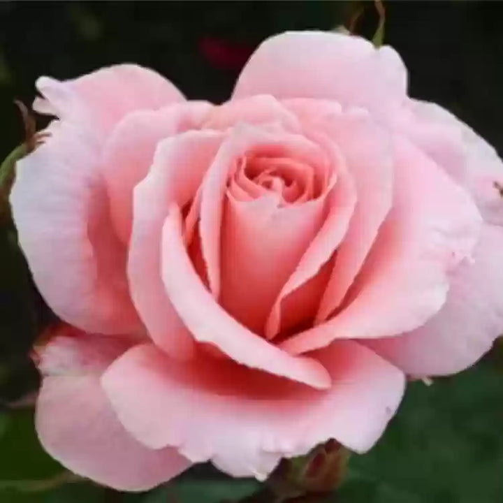 Pink David Austin Rose Heirloom Non-GMO Seeds for Planting