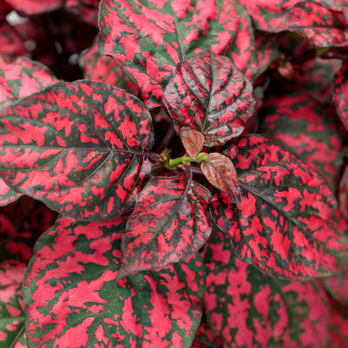 Red Hypoestes Plantefrø til udplantning, 100 stk