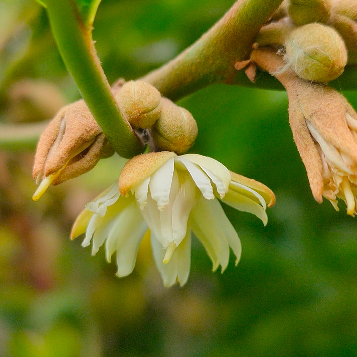 Mimusops Flower Seeds – Heirloom, Non-GMO, Fragrant Tropical Blooms for Garden Planting