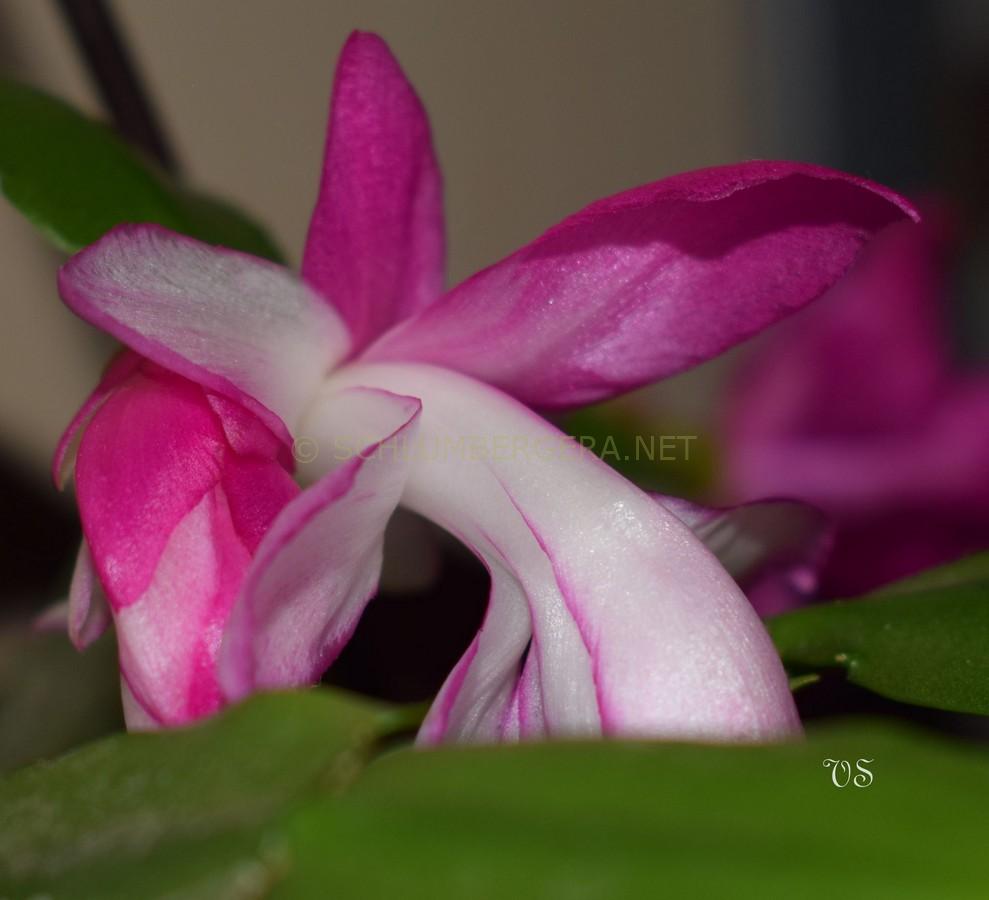 Lilla hvid Schlumbergera blomsterfrø til udplantning - 100 stk