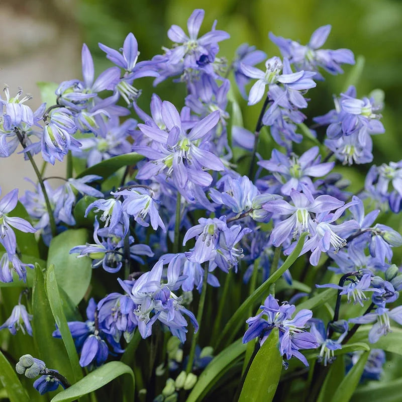 Scilla Bifolia Flower Seeds for Planting, 100 pcs