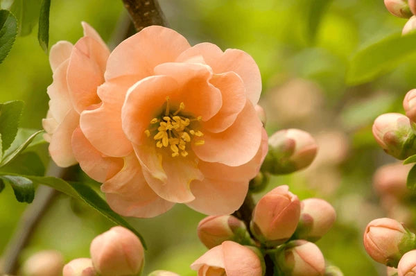 Heirloom Non-GMO Camellia Peach Flower Seeds – High Germination Seeds for Lush, Vibrant Garden Planting