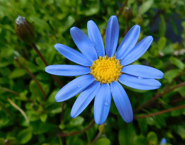 Blå Felicia Amelloides Blomsterfrø til udplantning - 100 stk