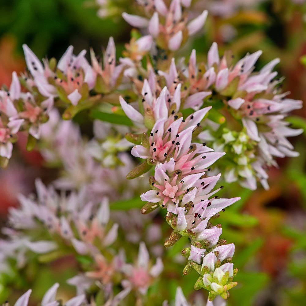 Pink Hvid Sedum Pulchellum Blomsterfrø til udplantning - 100 stk