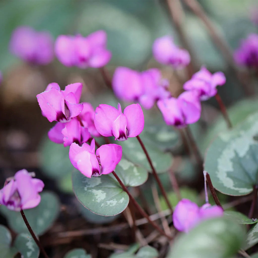 Lavender Cyclamen Flower Seeds for Planting - 100 pcs