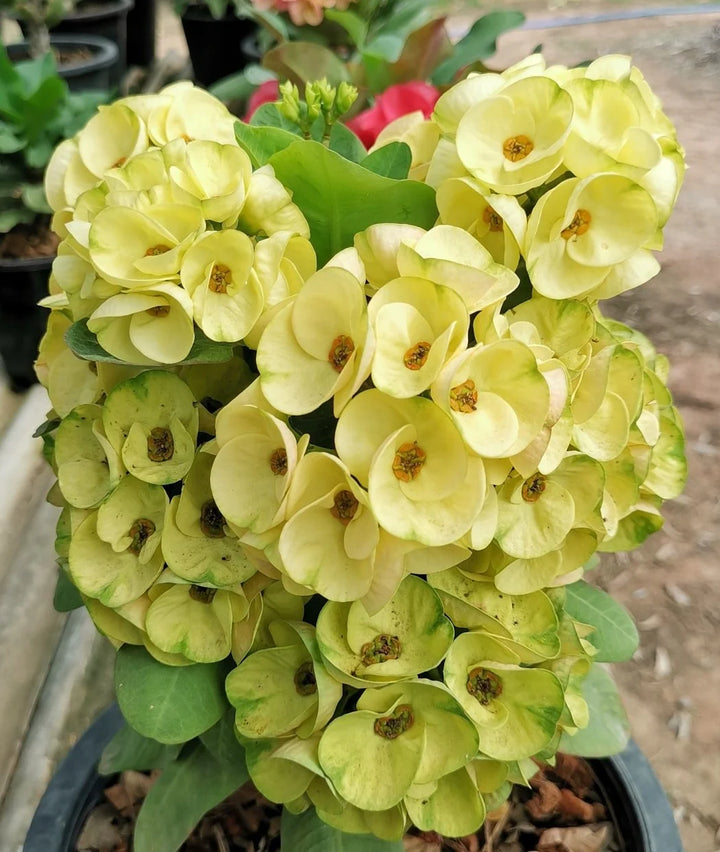 Yellow Euphorbia Flower Seeds for Planting, 100 pcs